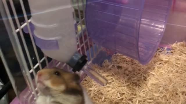 Brown and white gerbil hamster gets petted by finger in cage