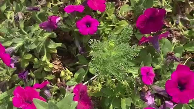 Potted little purple flower