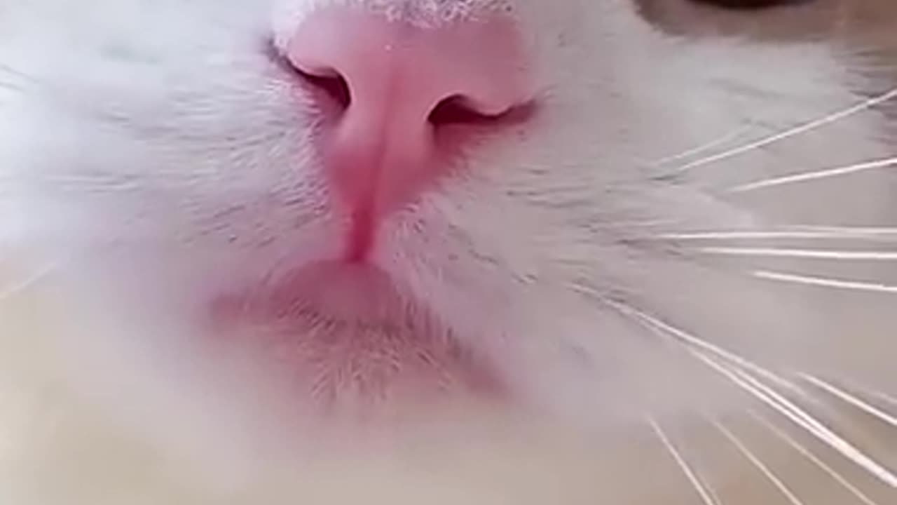 Cat Meowing video. Cat Meowing