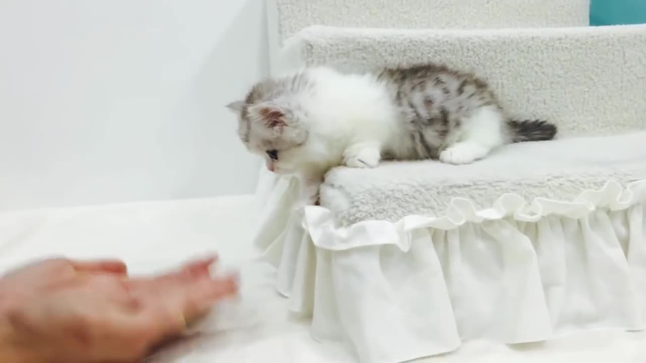 Lovely Cutest Short Leg Munchkin Kitten