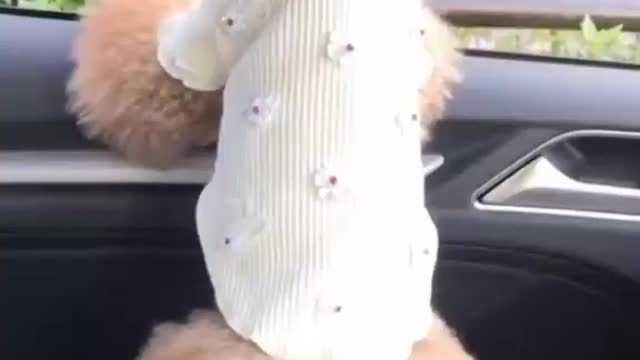 cute animals she is a grace uma😍 ♥ ️😲