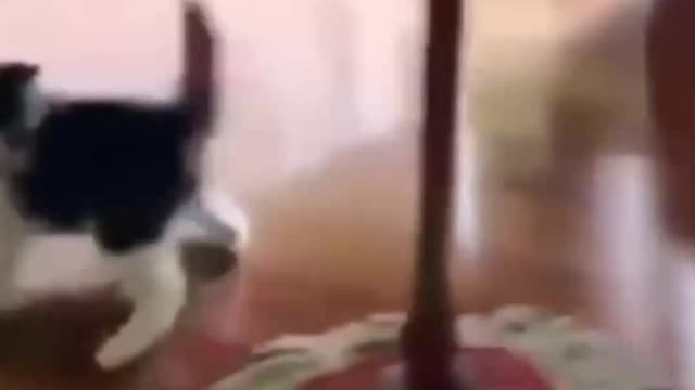 cute cats videos - animals cats videos funny cats