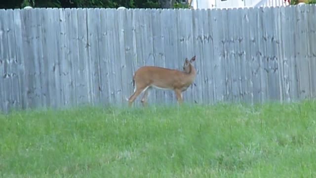 Happy White Tailed Doe-It’s Wild