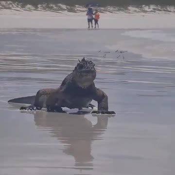 Meet mini Godzilla on the galapagos beach