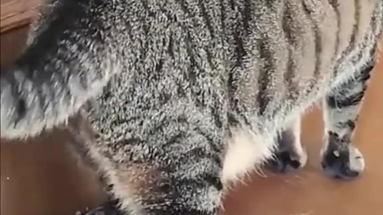 Squirrel Trys To Eat DOG 😮 #cat #dog #memes #tiktok