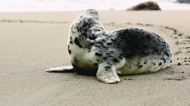 Confused cute Seal On The Beach