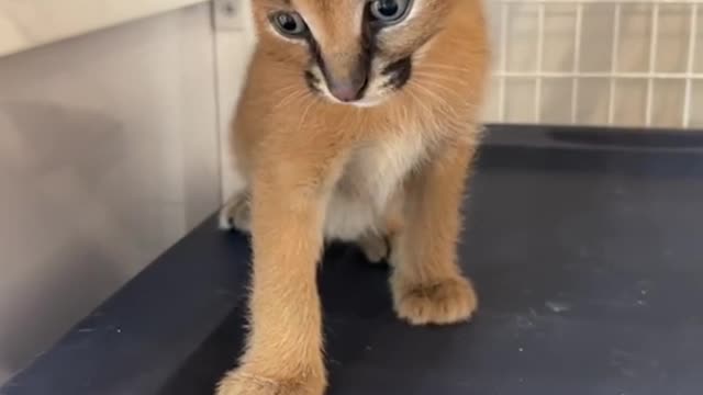 It's been cute since it was little