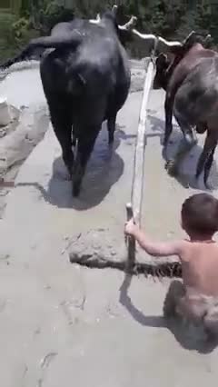 Babies And Baby Cow Become Friends And Working Together Amazing Video
