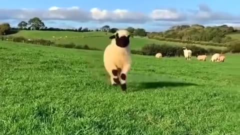Nice Black Nose Sheep #shorts #shortvideo #video #virals #videoviral