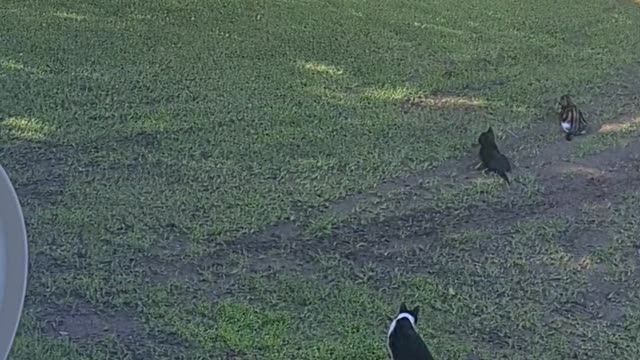 Kittens trying to catch bird