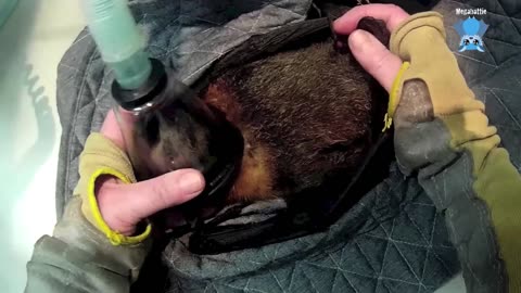 Premature flying-fox is born; Marley's first days