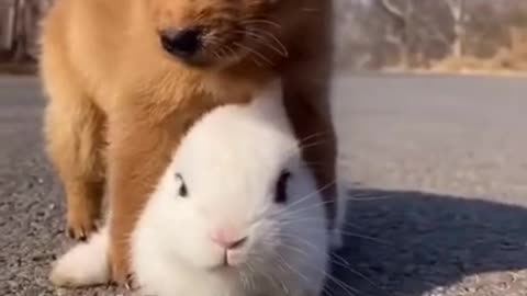 Funny Dog and Cute Bunny