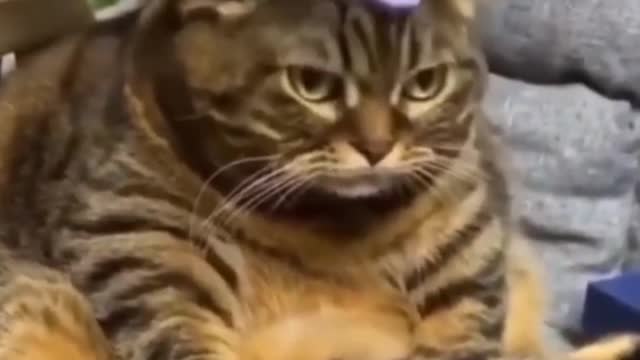 Stop already | Cute Neko (cat)