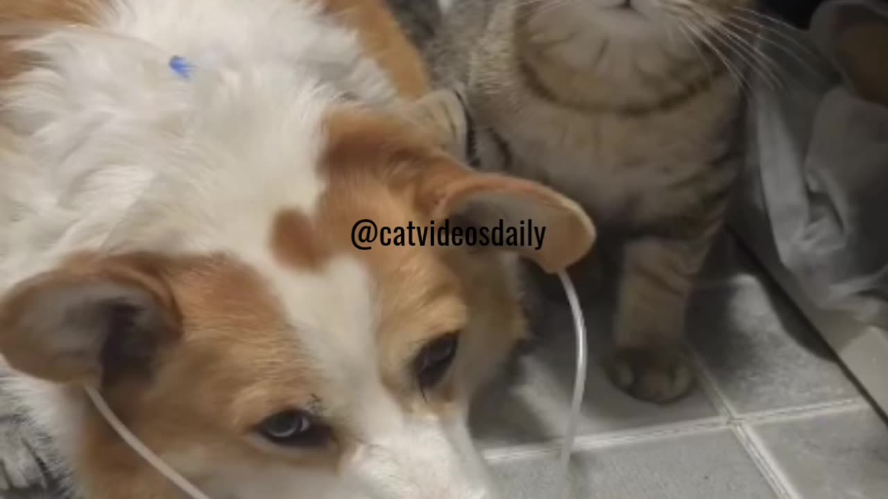 Funny Dog & Funny Cat