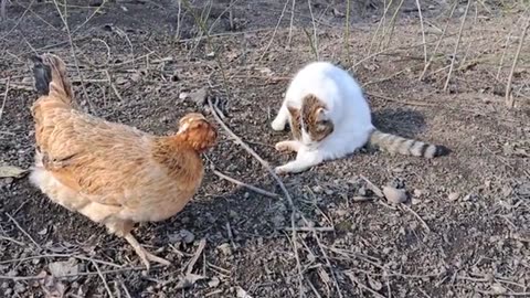 Cute pregnant cat scratching herself. A beautiful, sweet and pregnant cat is very itchy.