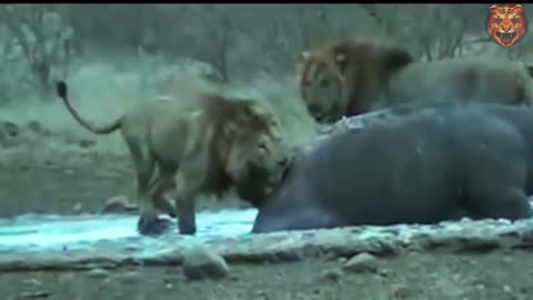 Lion trying to hunt down a hippo