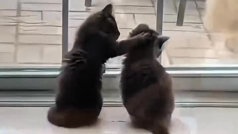 Funny Cat Fails You Can't Stop Watching!" Cat-kitten, Cute Cat