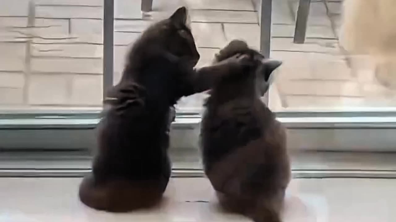 Funny Cat Fails You Can't Stop Watching!" Cat-kitten, Cute Cat