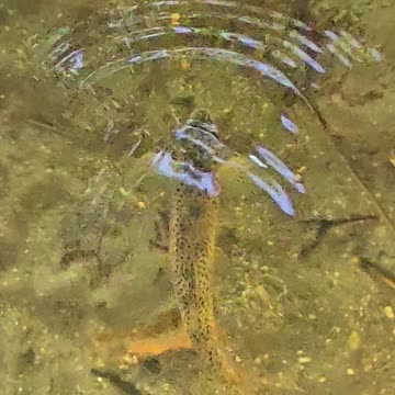 Trout snatching insects in slow motion / beautiful fish in clear water / calm music.