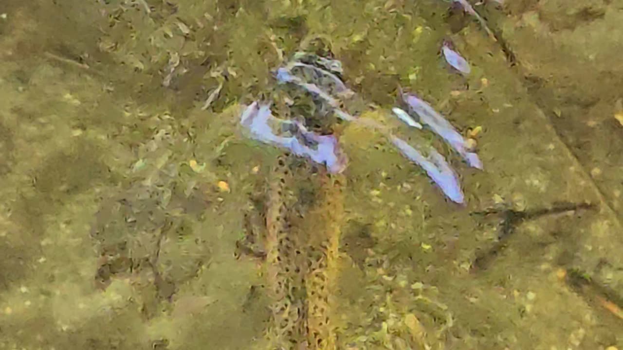 Trout snatching insects in slow motion / beautiful fish in clear water / calm music.