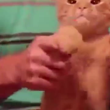 cat dans. #short . funny cat.