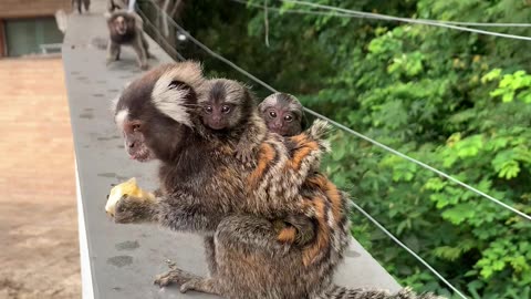 Marmoset Monkey Carries Babies on Back