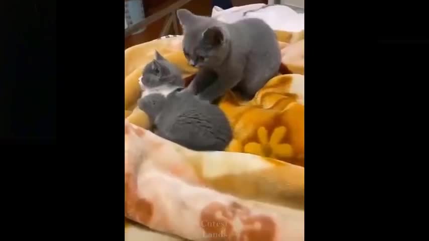 Omg! So Cute Pets Cute Baby Animals & Funny Pets Video Compilation