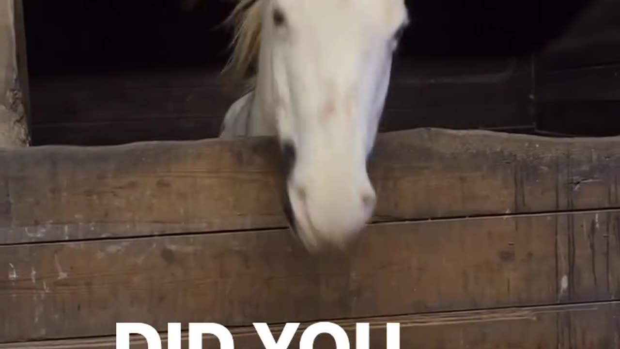 Talking Horse Finds Owner's Jacket