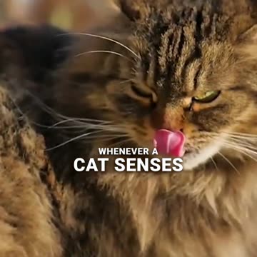 Why My Cat Protect Me_ #cat #catbehavior