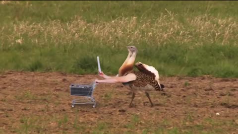 Birds with Arms