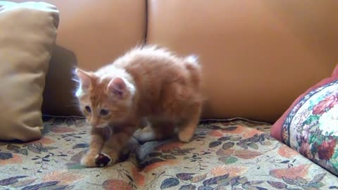 My kitten playing with mouse toy