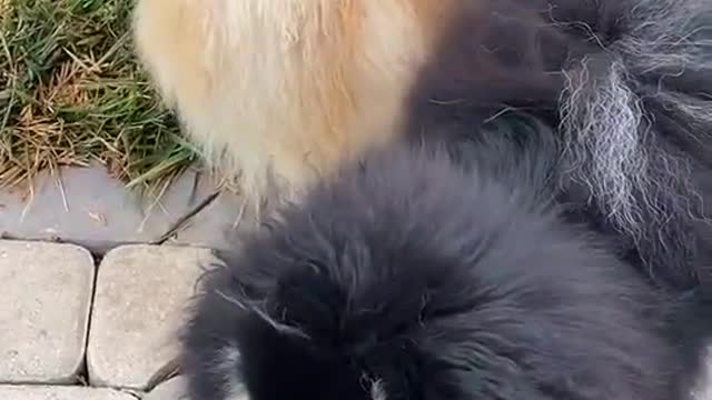 Great puppies you haven't seen before