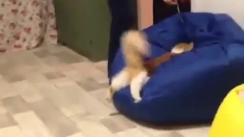 Funny animal