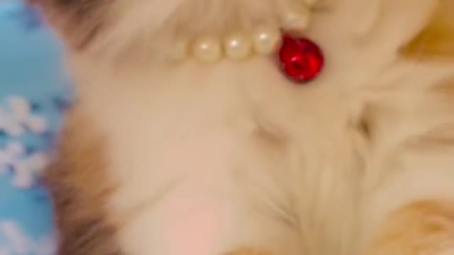 Kitten's video-funny cat video Playing Beautifull cat video-funny