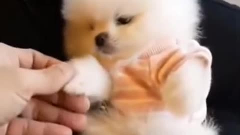 Cute Dog | Cute Animal Videos | Cute Dogs | Puppy | #shorts