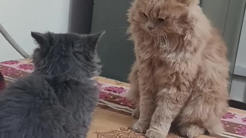 My cats Judo training