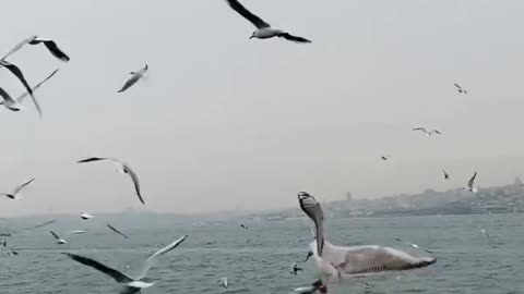 How Beautiful Birds are flying over the see?