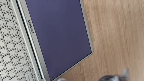 The roach cat on the laptop