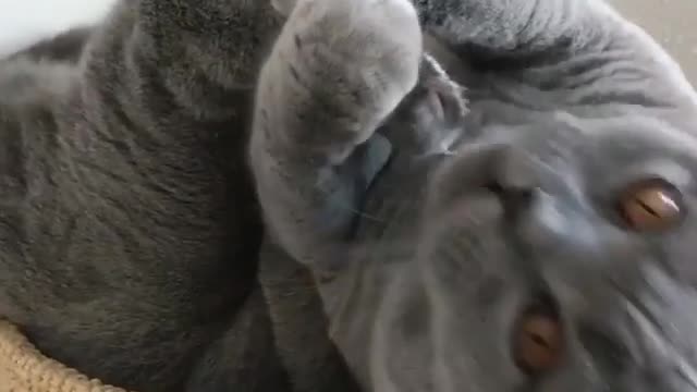 A Fascinating Behind-the-Scenes Look at Cat Licks Paw