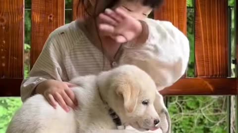 I love dogs