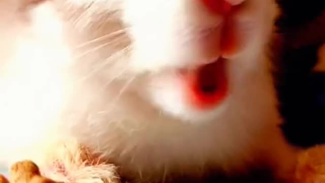 Animal sweet video