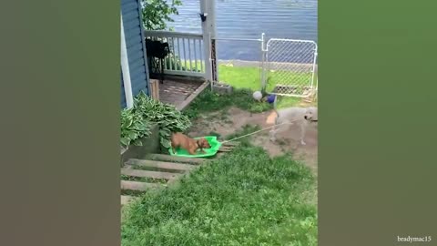 Funy cat and dog videos
