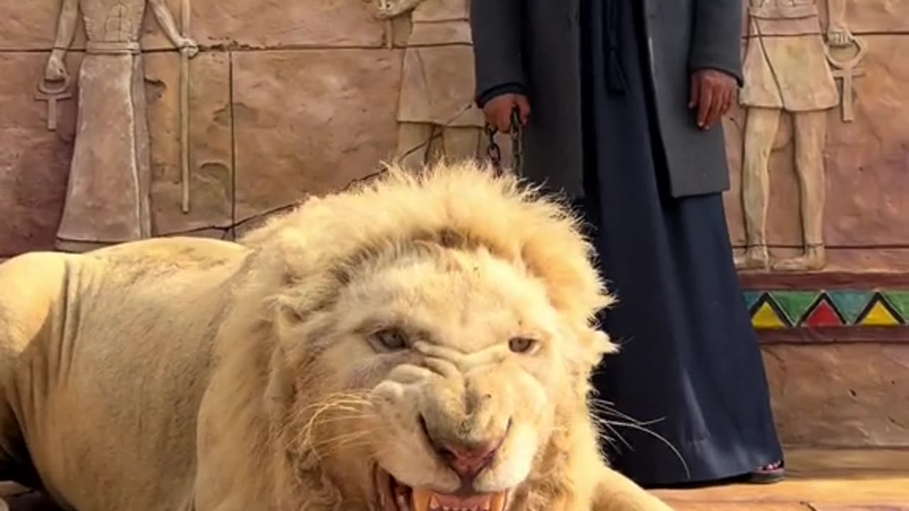 Very humble lion 🦁 i have ever seen 🙏