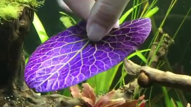 Red tiger lotus plant make for stunning aquarium centerpiece