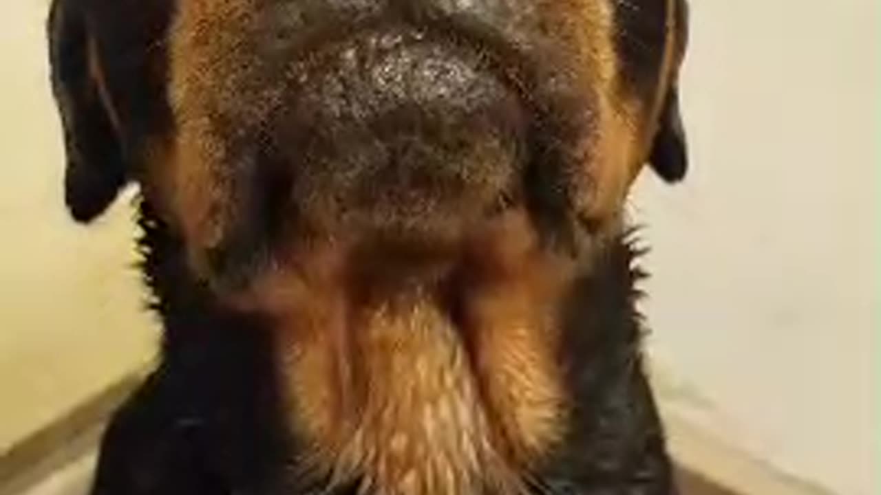 Beau's too shy to say I ❤️ You!