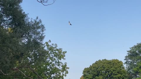 Osprey hovering trying to hunt for fish