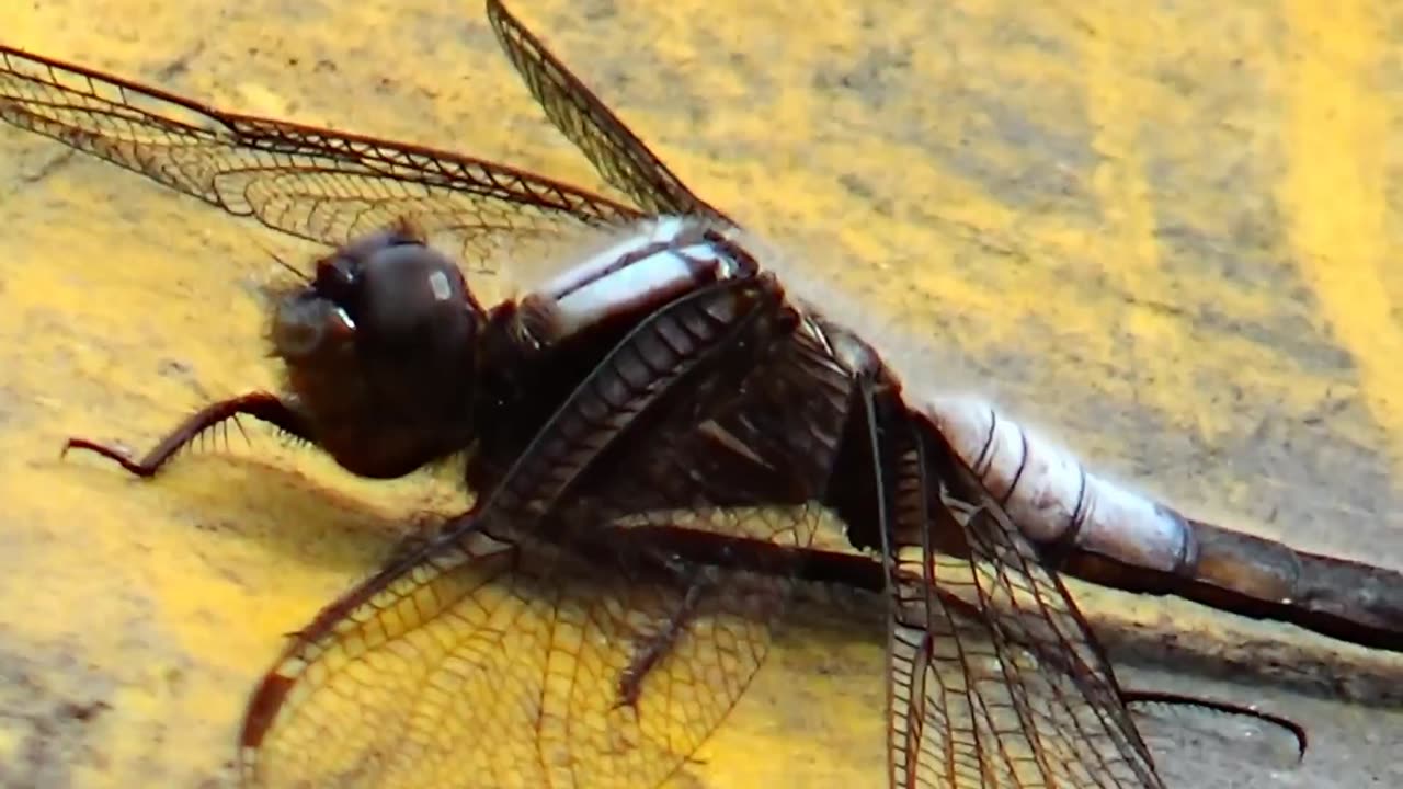 Dragonfly