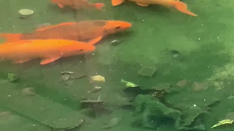 Goldfish boss takes his younger brother to patrol