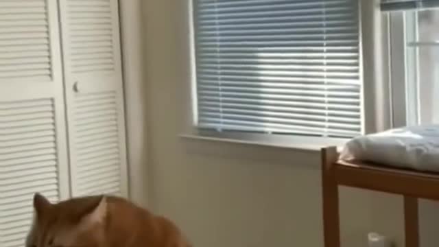 CUTE CAT FUNNY VIDEO😂🤣🤣🤣🤣😂😂😂😂