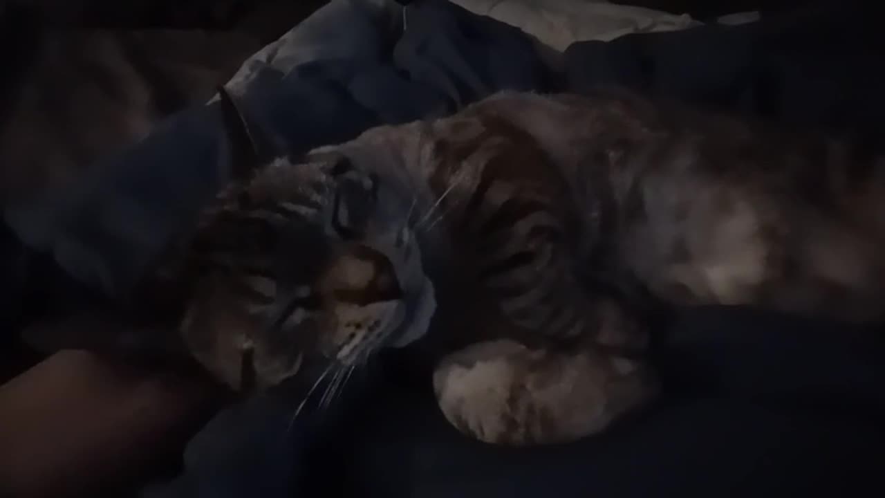 Cat's Relaxing Pre-Sleep Petting Session 🐈‍⬛🐈😻😻